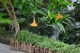 温室花草风景
