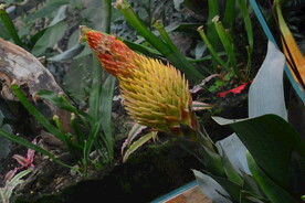 温室花草 