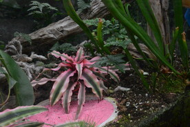 温室花草 