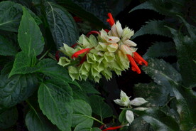 温室花草