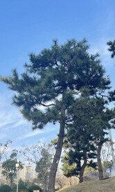 松树