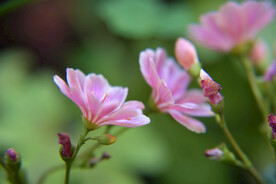 露薇花