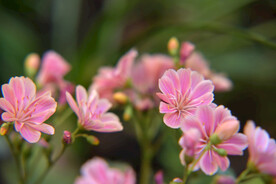 露薇花