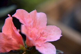 杜鹃花