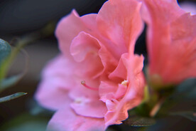 杜鹃花