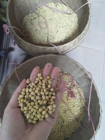 黄豆 