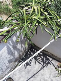 火龙果 
