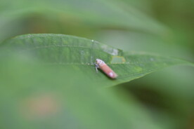 飞蛾 四