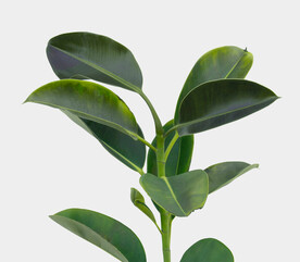 绿色植物高清素材PSD植物高级