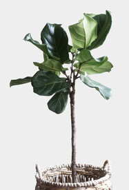 绿色植物花朵PSD植物高级高等