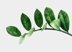 绿色植物素材高端高清元素高级 