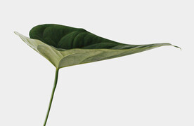 PSD植物素材高端树木元素透明
