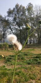 蒲公英图片