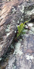岩壁槲蕨图片