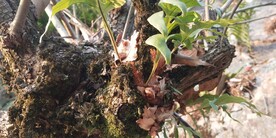 槲蕨图片
