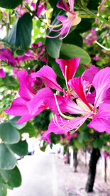 路边街角紫荆花