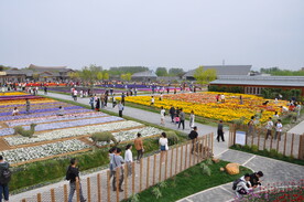 北京世园会花田景观