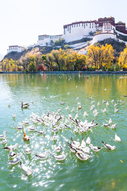 西藏拉萨布达拉宫与红嘴鸥