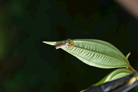 虫子七
