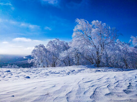 黑龙江雪乡森林美景