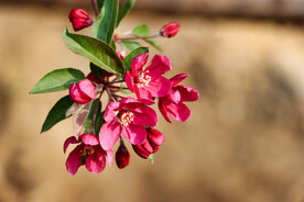 春花