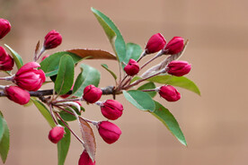 春花