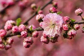 春花