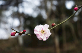 梅花