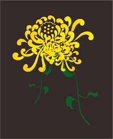 菊花