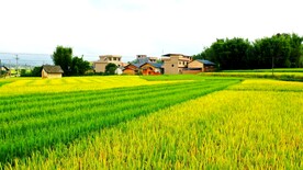 田园风光
