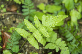 花草