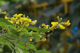 木豆花
