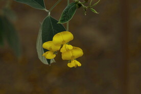木豆花