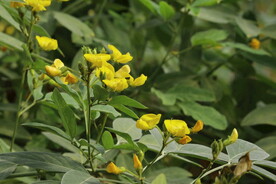 木豆花