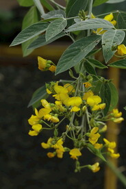 木豆花 
