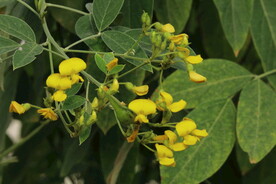 木豆花