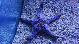 海星