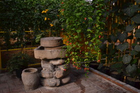 温室花草风景