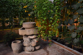 温室花草风景 