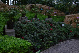 温室花草风景 