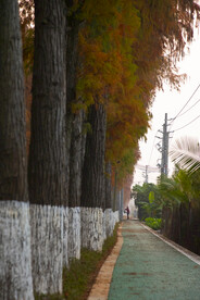 杉树