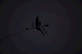晚霞