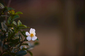 茶花