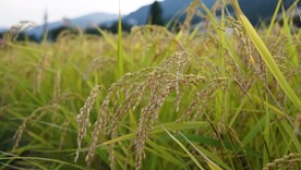 水稻 稻田 稻谷 稻米
