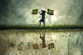水稻 
