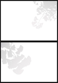 银杏树叶投影图片