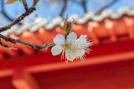 樱桃花 古建筑 古典 背景