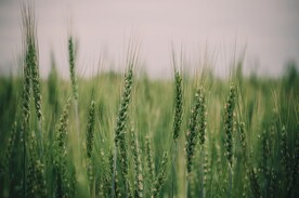 小麦