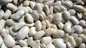 豆子