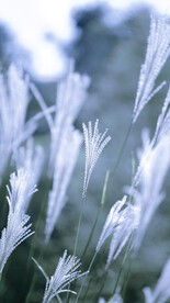 荻花